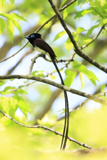 サンコウチョウ 栃木県 2023年5月4日(木)