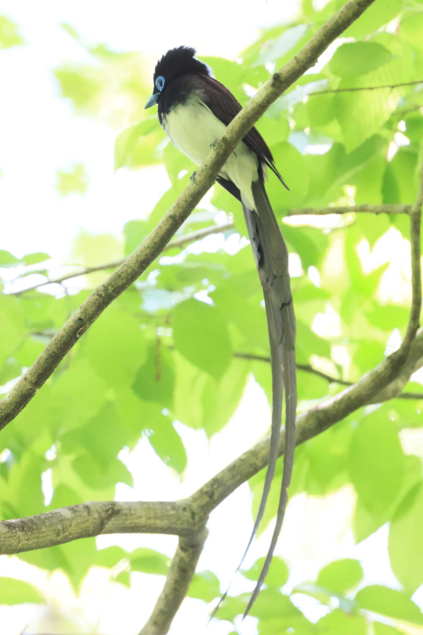 栃木県 サンコウチョウの写真