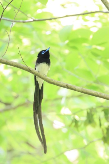 サンコウチョウ 栃木県 2023年5月4日(木)