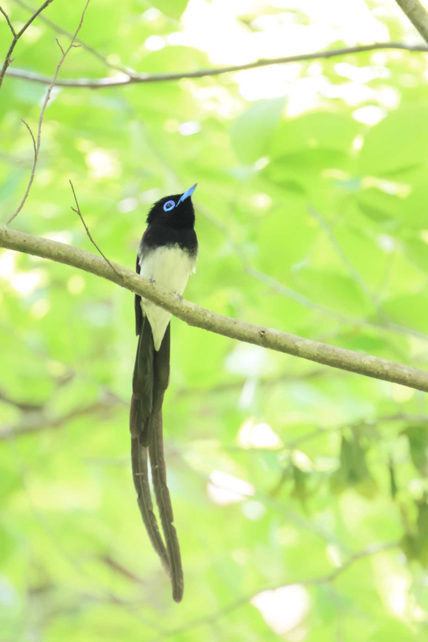 栃木県 サンコウチョウの写真