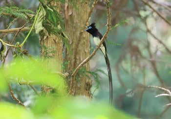 サンコウチョウ 栃木県 2023年5月5日(金)