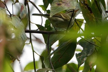 Davison's Leaf Warbler