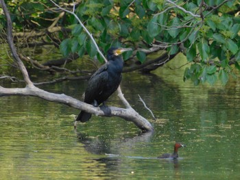 2023年5月5日(金) 新宿御苑の野鳥観察記録