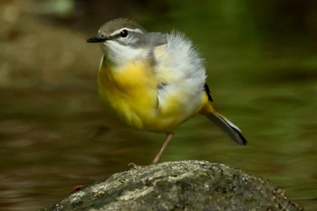 Grey Wagtail 岩屋堂公園 Fri, 5/5/2023