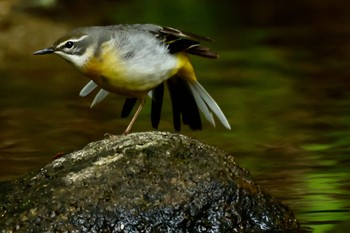 Grey Wagtail 岩屋堂公園 Fri, 5/5/2023