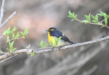 Narcissus Flycatcher 女神湖 Thu, 5/4/2023