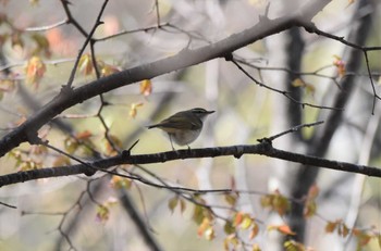 Sakhalin Leaf Warbler 北八ヶ岳 Thu, 5/4/2023