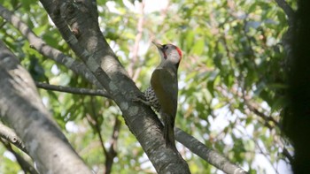 Japanese Green Woodpecker 神奈川県立21世紀の森 Sun, 6/26/2016