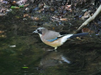 カケス 伊香保森林公園 2018年6月14日(木)