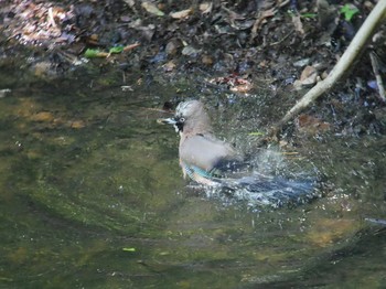 Eurasian Jay 伊香保森林公園 Thu, 6/14/2018