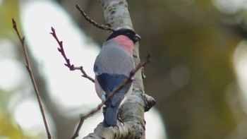 ウソ 舞岡公園 2014年11月24日(月)