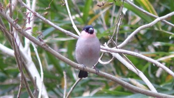 ウソ 舞岡公園 2015年1月25日(日)