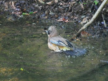 Eurasian Jay 伊香保森林公園 Thu, 6/14/2018