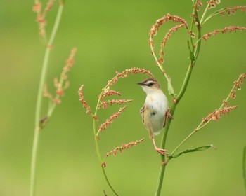 Zitting Cisticola 平城宮跡 Fri, 5/5/2023