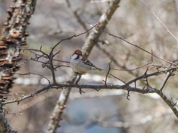 Fri, 4/28/2023 Birding report at Senjogahara Marshland