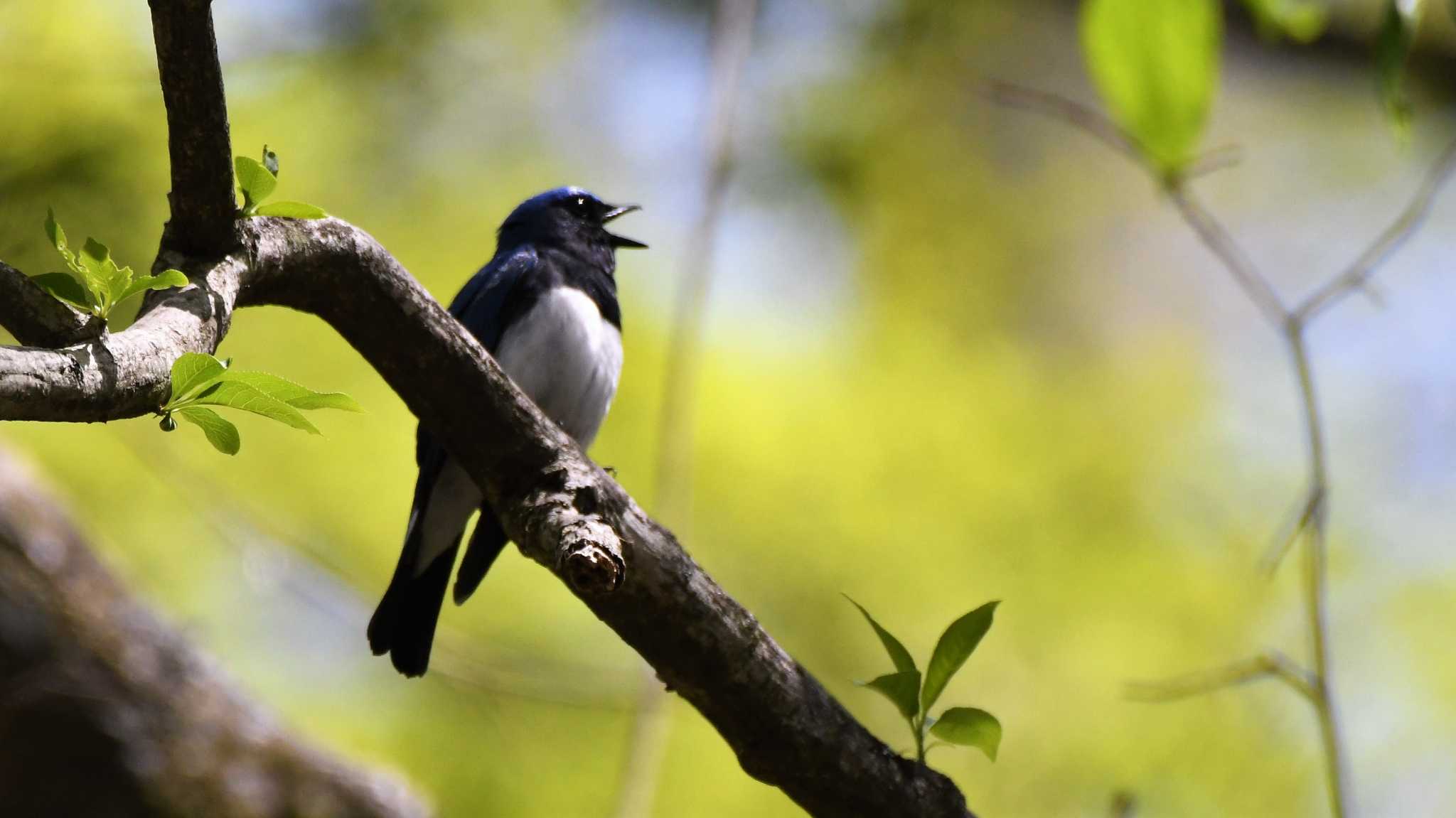 Photo of Blue-and-white Flycatcher at Karuizawa wild bird forest by ao1000