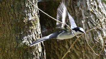 2023年5月5日(金) 軽井沢野鳥の森の野鳥観察記録