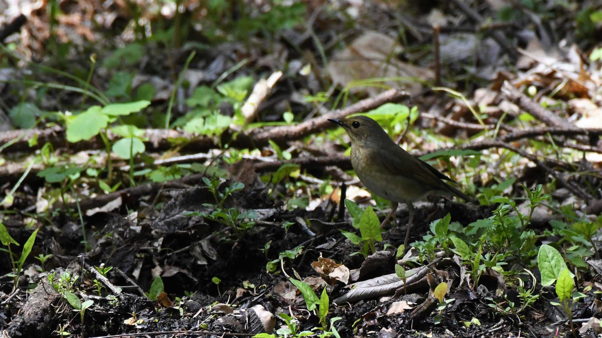 Siberian Blue Robin