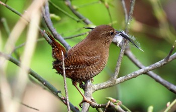 Eurasian Wren 戸隠森林公園 Wed, 5/3/2023