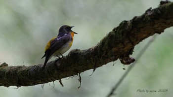 Narcissus Flycatcher 八王子城址 Tue, 5/2/2023