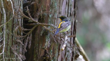 Narcissus Flycatcher 八王子城址 Tue, 5/2/2023