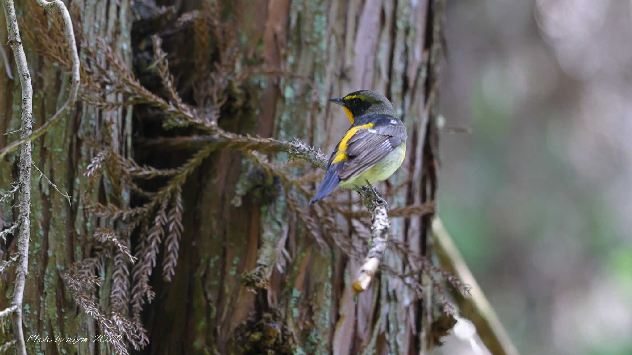 Photo of Narcissus Flycatcher at 八王子城址 by 中嶋辰