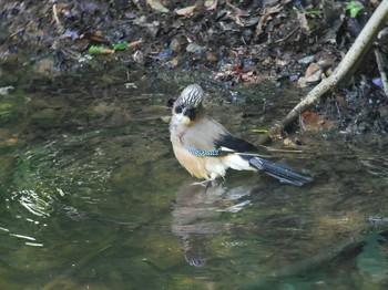 カケス 伊香保森林公園 2018年6月14日(木)