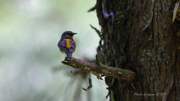 Narcissus Flycatcher 八王子城址 Tue, 5/2/2023