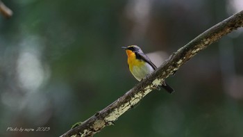 Narcissus Flycatcher 八王子城址 Tue, 5/2/2023