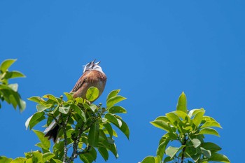 Sat, 6/16/2018 Birding report at Mikiyama Forest Park