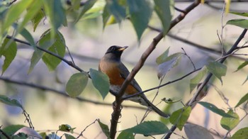 アカハラ 蟹ヶ谷公園 2015年12月5日(土)