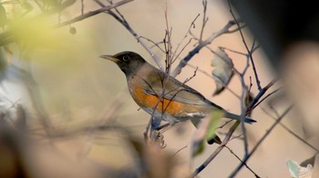 アカハラ 蟹ヶ谷公園 2015年12月5日(土)