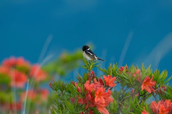 Amur Stonechat 長野県 Mon, 6/18/2018