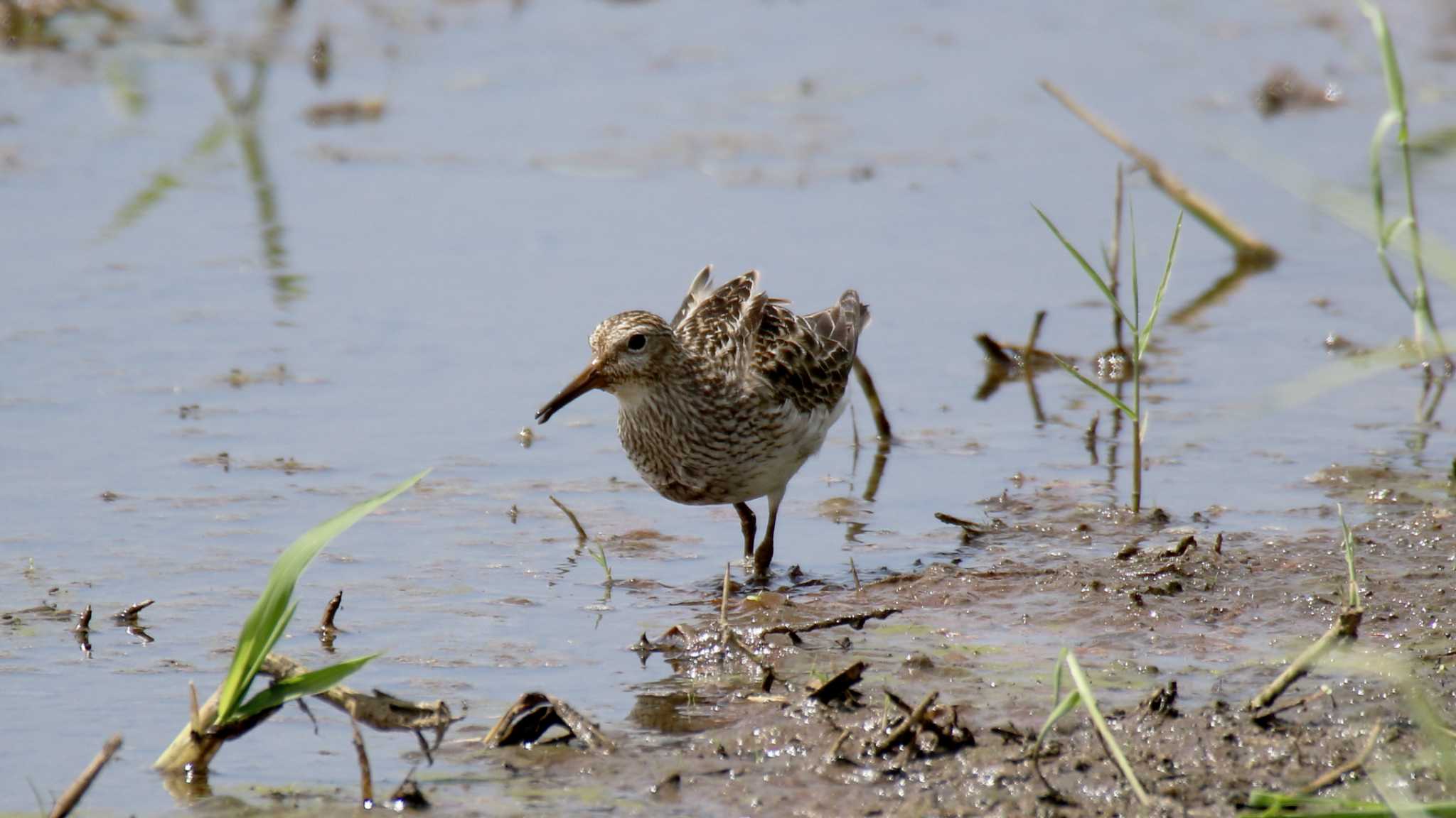 Photo of Pectoral Sandpiper at 平塚田んぼ by k honma