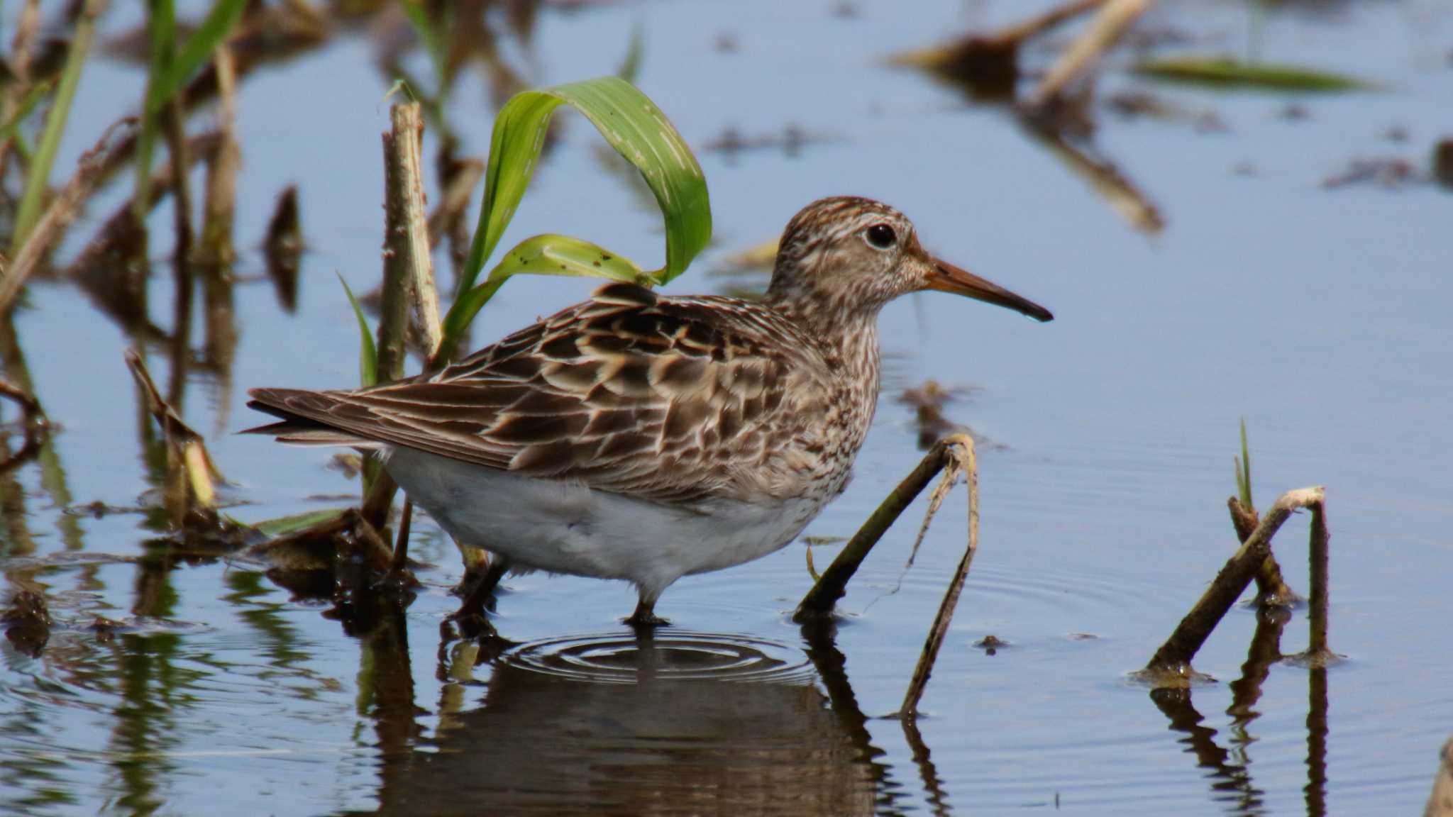 Photo of Pectoral Sandpiper at 平塚田んぼ by k honma