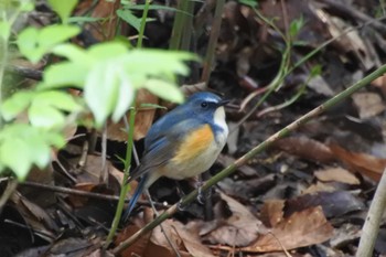 Red-flanked Bluetail 大阪府堺市 Sat, 4/8/2023