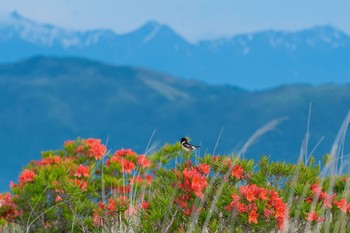 Amur Stonechat 長野県 Mon, 6/18/2018