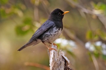 クロツグミ 伊香保森林公園 2023年5月5日(金)