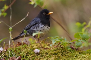 Fri, 5/5/2023 Birding report at 伊香保森林公園