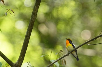 キビタキ 陣馬山 2023年4月20日(木)