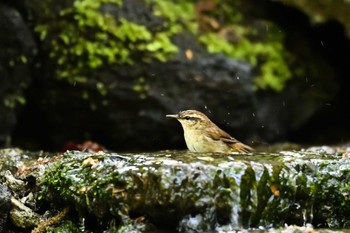 2023年5月5日(金) 大洞の水場の野鳥観察記録