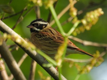 Tristram's Bunting Awashima Island Fri, 5/5/2023