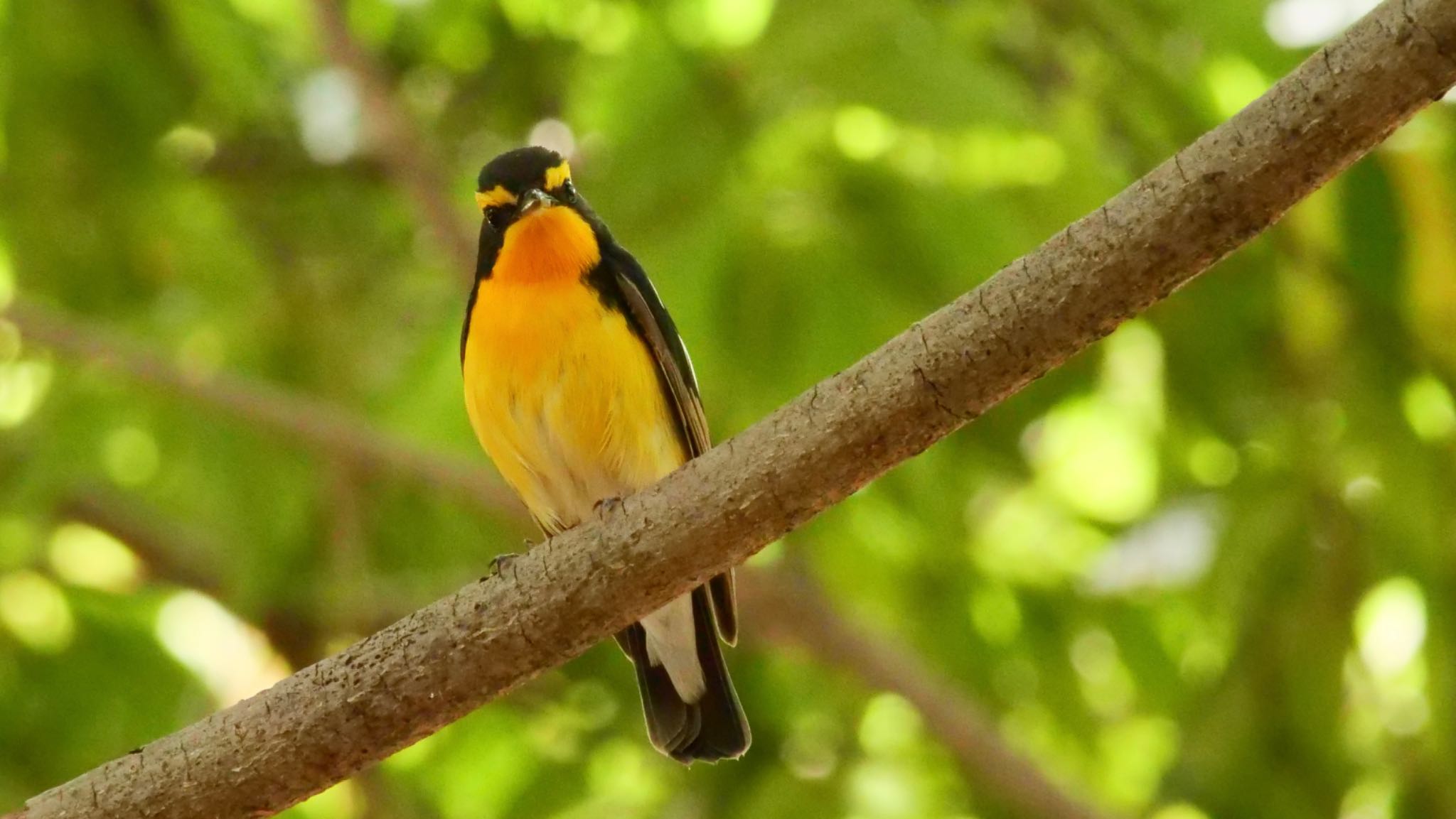 Photo of Narcissus Flycatcher at Osaka castle park by コゲラ