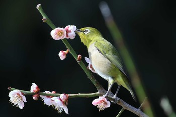 メジロ 明石公園 2023年3月12日(日)