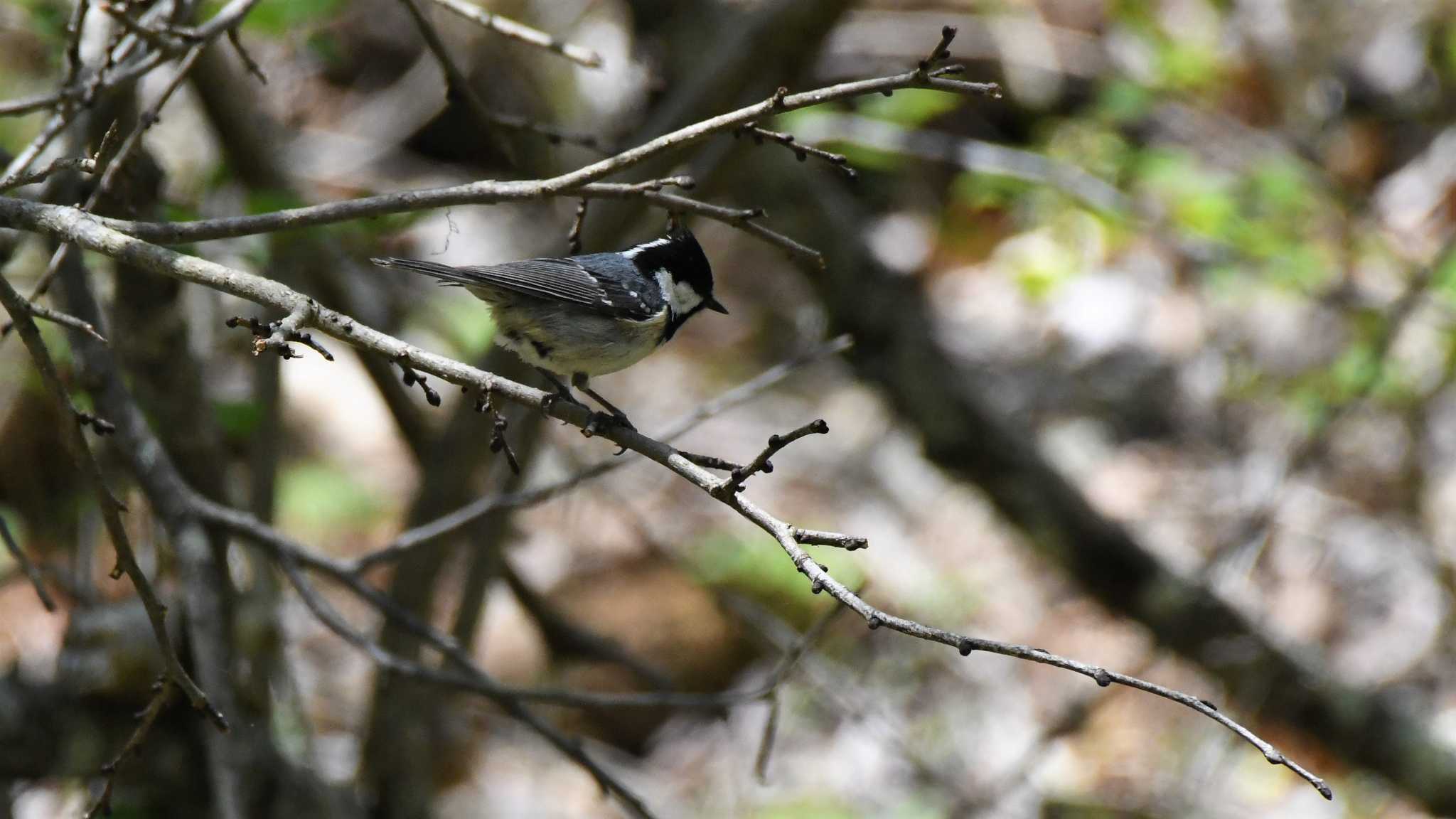 Photo of Coal Tit at Karuizawa wild bird forest by ao1000