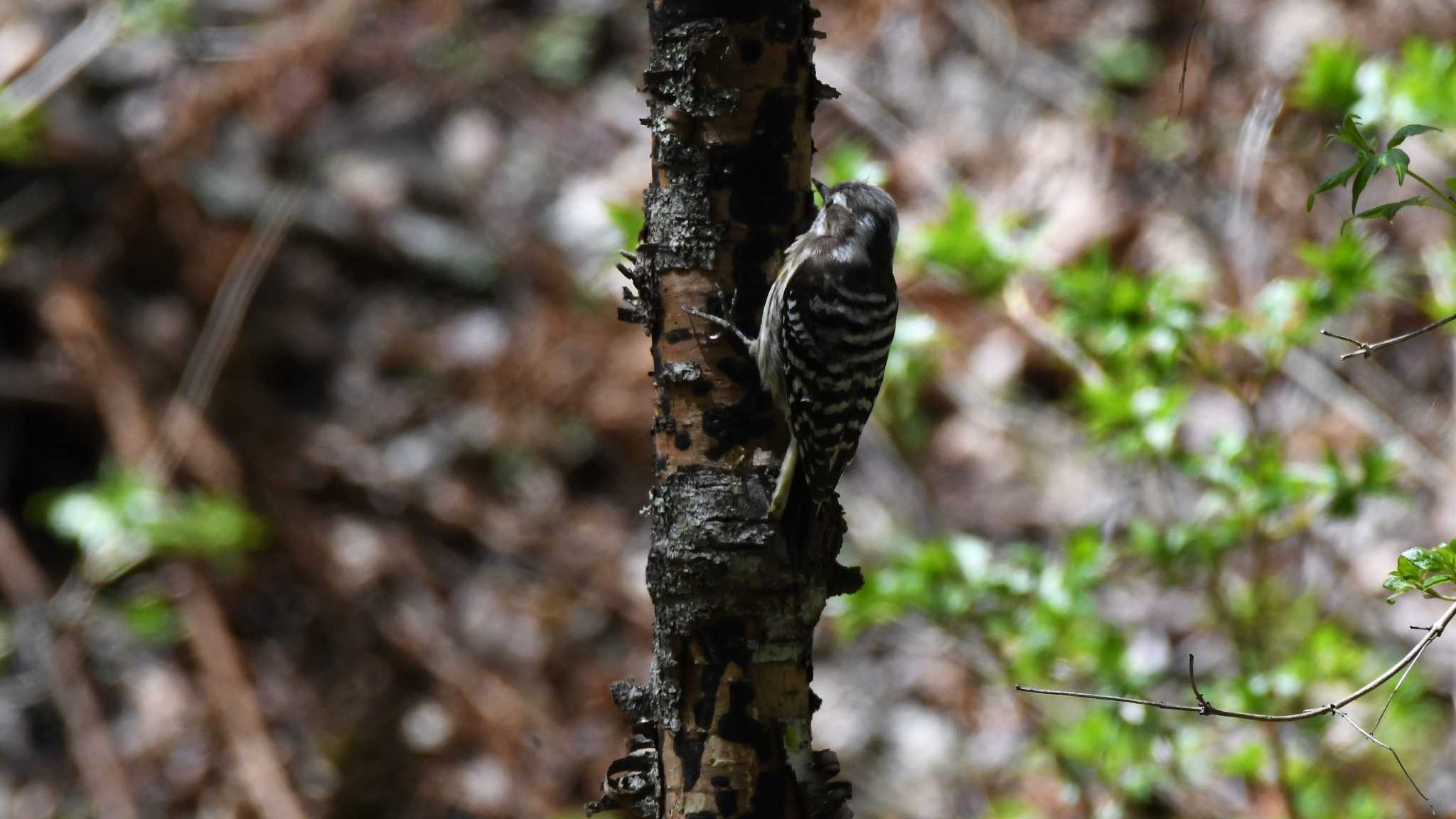 Japanese Pygmy Woodpecker