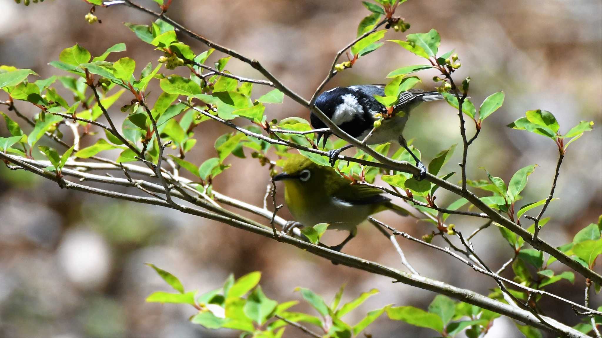 Warbling White-eye