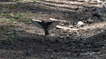 サメビタキ 軽井沢野鳥の森 2023年5月5日(金)