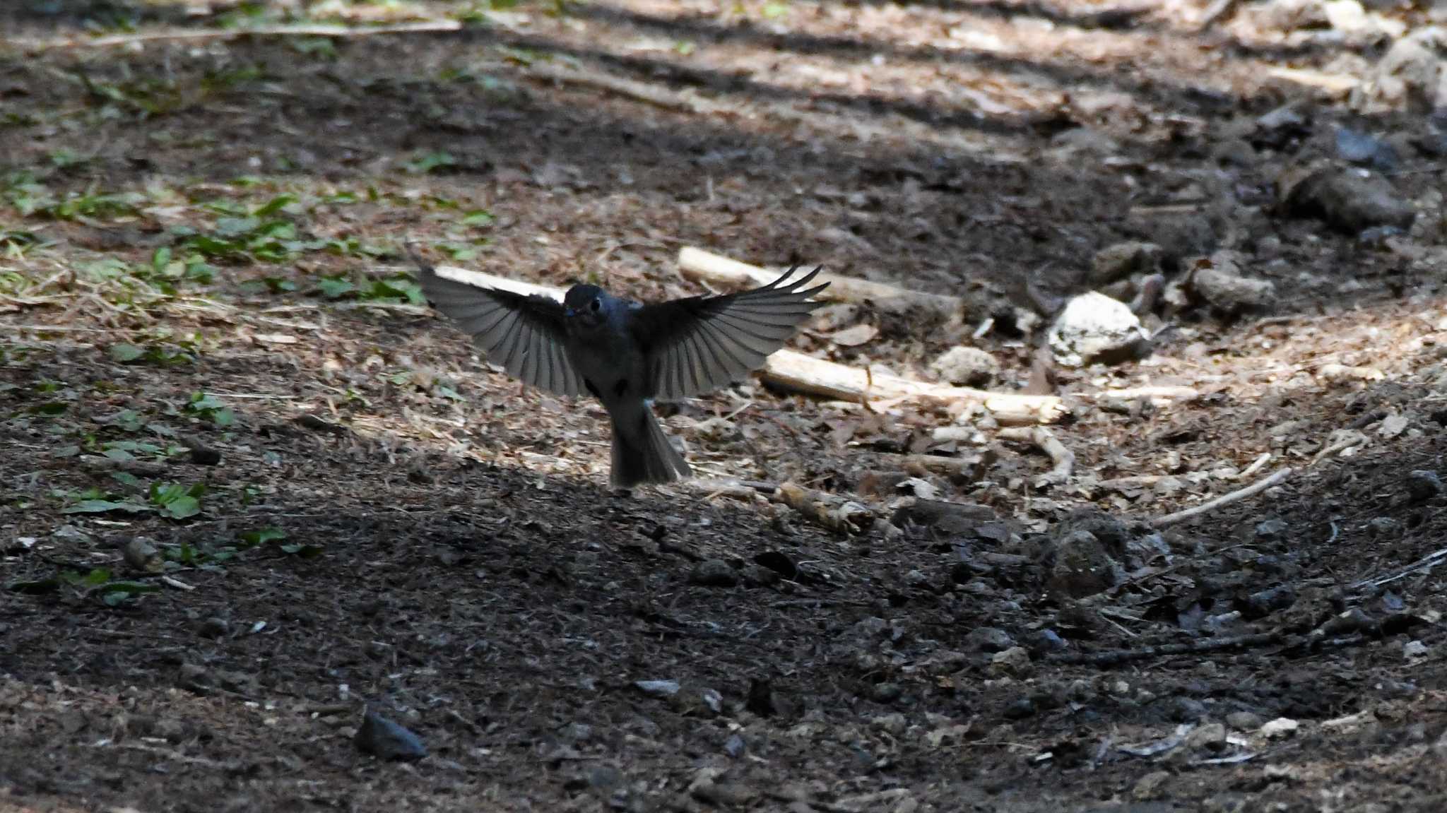 Dark-sided Flycatcher