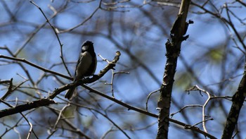 シジュウカラ 軽井沢野鳥の森 2023年5月5日(金)